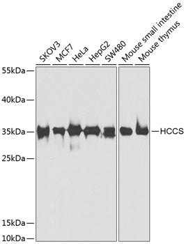 HCCS Rabbit pAb