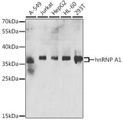 hnRNP A1 Rabbit pAb