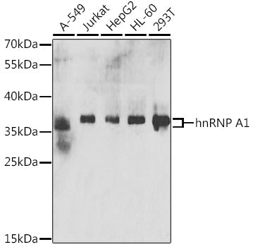 hnRNP A1 Rabbit pAb