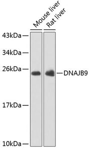 DNAJB9 Rabbit pAb