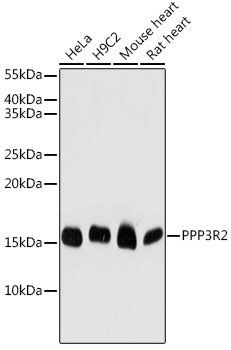 PPP3R2 Rabbit pAb
