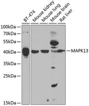 MAPK13 Rabbit pAb
