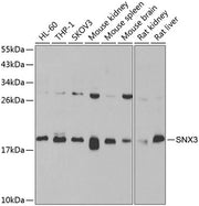 SNX3 Rabbit pAb