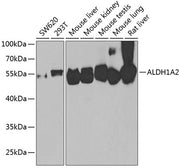 ALDH1A2 Rabbit pAb