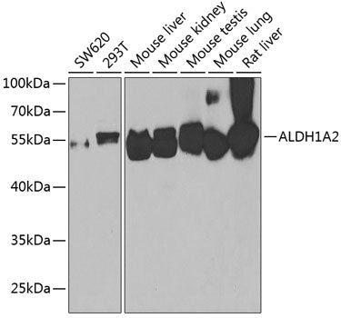 ALDH1A2 Rabbit pAb
