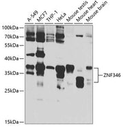 ZNF346 Rabbit pAb