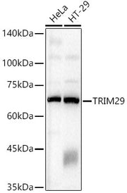 TRIM29 Rabbit pAb