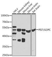 PIST/GOPC Rabbit pAb