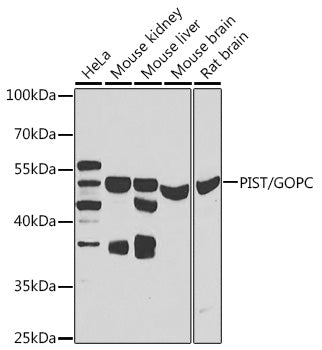 PIST/GOPC Rabbit pAb