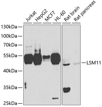 LSM11 Rabbit pAb
