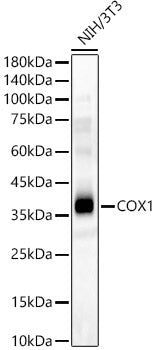 COX1 Rabbit pAb