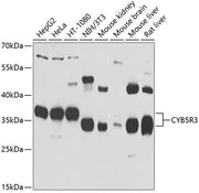 CYB5R3 Rabbit pAb