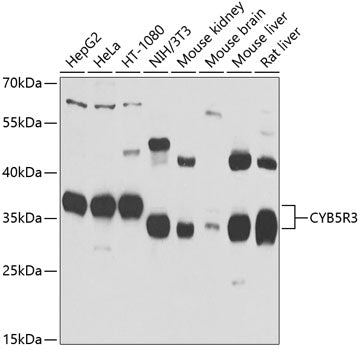 CYB5R3 Rabbit pAb