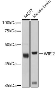 WIPI2 Rabbit pAb