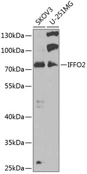 IFFO2 Rabbit pAb