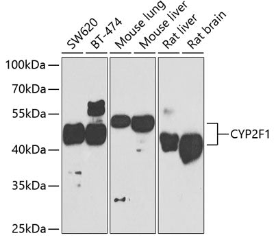 CYP2F1 Rabbit pAb