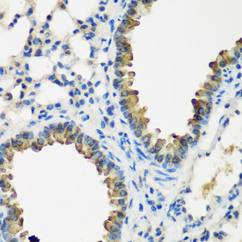 CYP2F1 Rabbit pAb