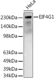 EIF4G1 Rabbit pAb