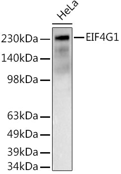 EIF4G1 Rabbit pAb