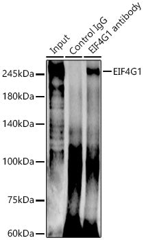 EIF4G1 Rabbit pAb