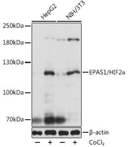 EPAS1/HIF2α Rabbit pAb