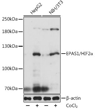 EPAS1/HIF2α Rabbit pAb