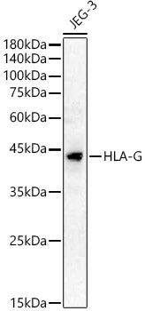 HLA-G Rabbit pAb