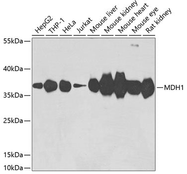MDH1 Rabbit pAb