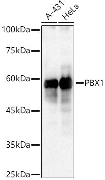 PBX1 Rabbit pAb