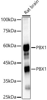 PBX1 Rabbit pAb