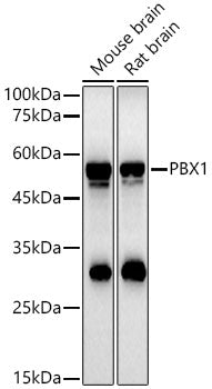 PBX1 Rabbit pAb