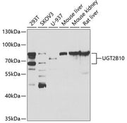 UGT2B10 Rabbit pAb