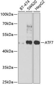 ATF7 Rabbit pAb