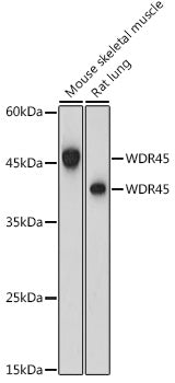 WDR45 Rabbit pAb