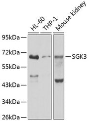 SGK3 Rabbit pAb