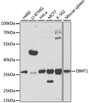 DIMT1 Rabbit pAb