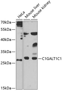 C1GALT1C1 Rabbit pAb