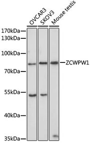 ZCWPW1 Rabbit pAb