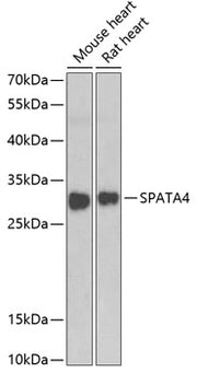SPATA4 Rabbit pAb