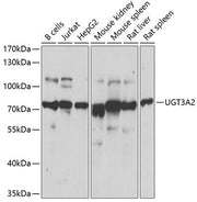 UGT3A2 Rabbit pAb