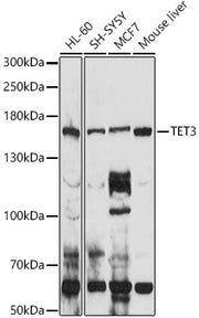 TET3 Rabbit pAb