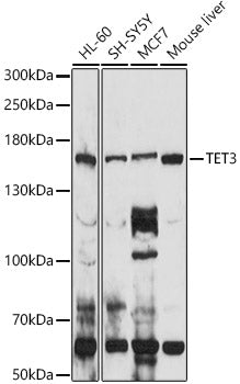 TET3 Rabbit pAb