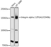 [KO Validated] Integrin alpha 2 (ITGA2/CD49b) Rabbit pAb