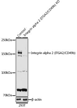 [KO Validated] Integrin alpha 2 (ITGA2/CD49b) Rabbit pAb