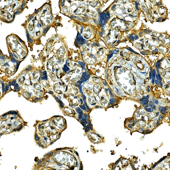[KO Validated] Integrin alpha 2 (ITGA2/CD49b) Rabbit pAb