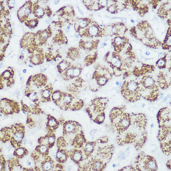 GLUD1 Rabbit pAb