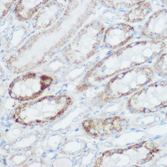 GLUD1 Rabbit pAb