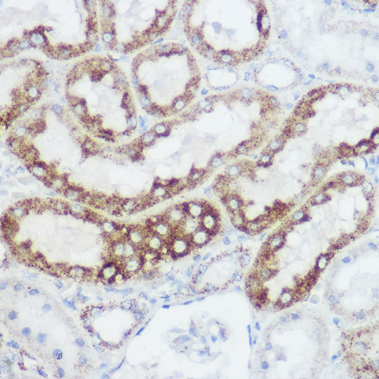 GLUD1 Rabbit pAb