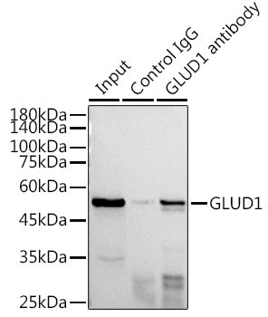 GLUD1 Rabbit pAb