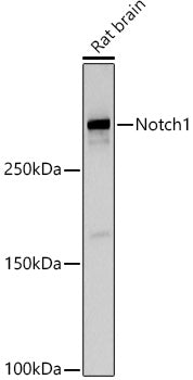 Notch1 Rabbit pAb